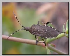 Stenocephalidae